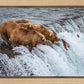Grizzly Bears Fishing for Salmon at Katmai National Park Brooks Falls, Alaska