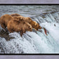 Grizzly Bears Fishing for Salmon at Katmai National Park Brooks Falls, Alaska