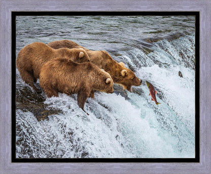 Grizzly Bears Fishing for Salmon at Katmai National Park Brooks Falls, Alaska
