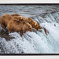 Grizzly Bears Fishing for Salmon at Katmai National Park Brooks Falls, Alaska