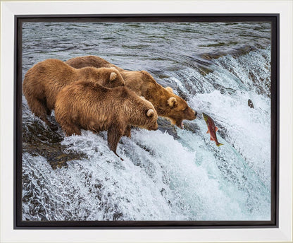 Grizzly Bears Fishing for Salmon at Katmai National Park Brooks Falls, Alaska
