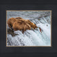 Grizzly Bears Fishing for Salmon at Katmai National Park Brooks Falls, Alaska