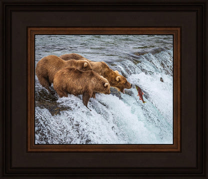 Grizzly Bears Fishing for Salmon at Katmai National Park Brooks Falls, Alaska