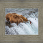 Grizzly Bears Fishing for Salmon at Katmai National Park Brooks Falls, Alaska