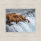 Grizzly Bears Fishing for Salmon at Katmai National Park Brooks Falls, Alaska
