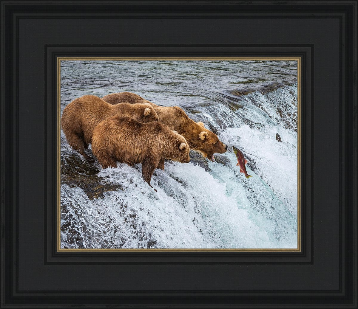 Grizzly Bears Fishing for Salmon at Katmai National Park Brooks Falls, Alaska
