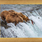 Grizzly Bears Fishing for Salmon at Katmai National Park Brooks Falls, Alaska