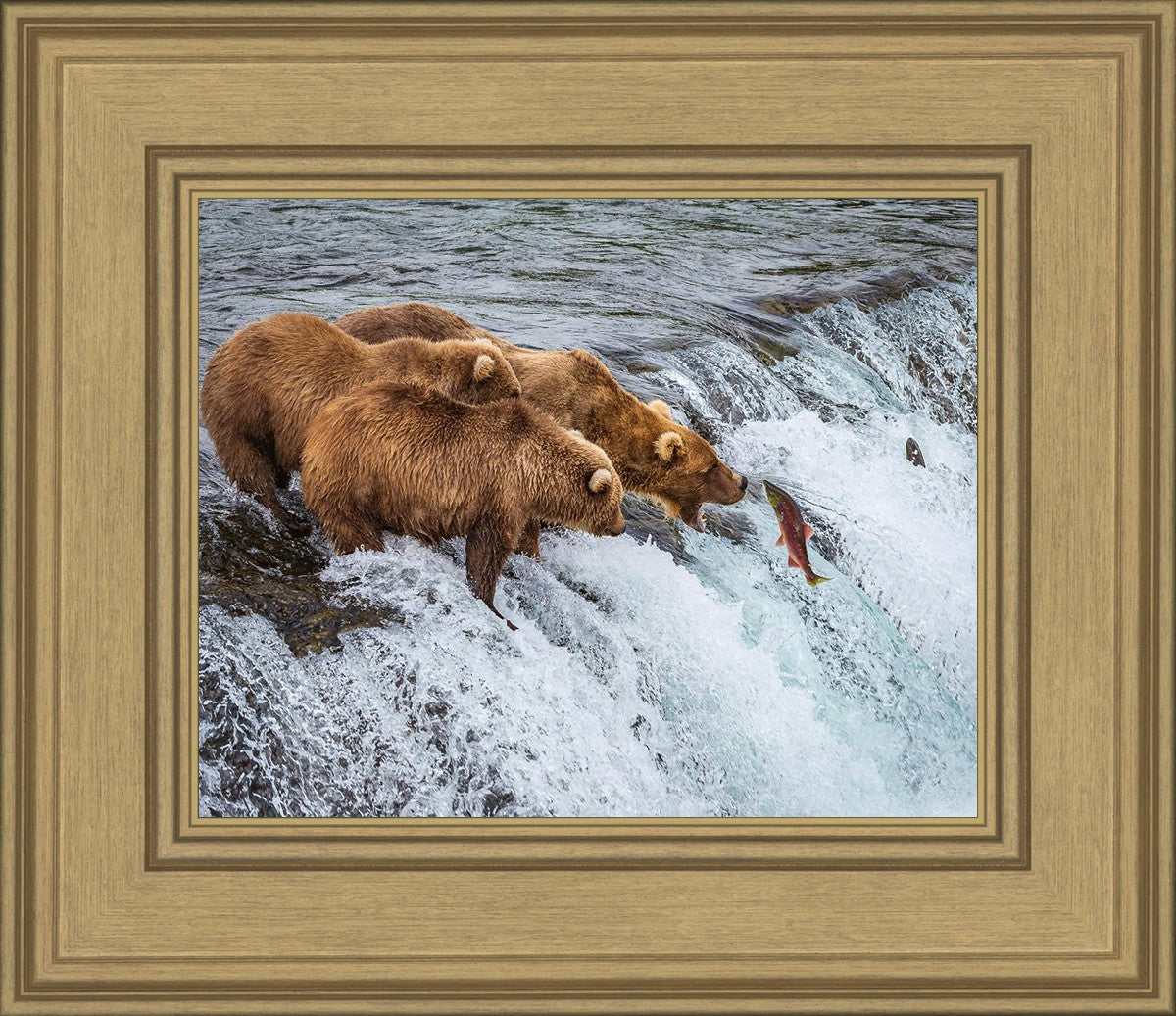 Grizzly Bears Fishing for Salmon at Katmai National Park Brooks Falls, Alaska