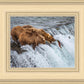 Grizzly Bears Fishing for Salmon at Katmai National Park Brooks Falls, Alaska