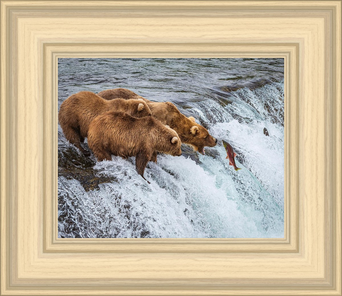 Grizzly Bears Fishing for Salmon at Katmai National Park Brooks Falls, Alaska