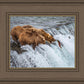 Grizzly Bears Fishing for Salmon at Katmai National Park Brooks Falls, Alaska