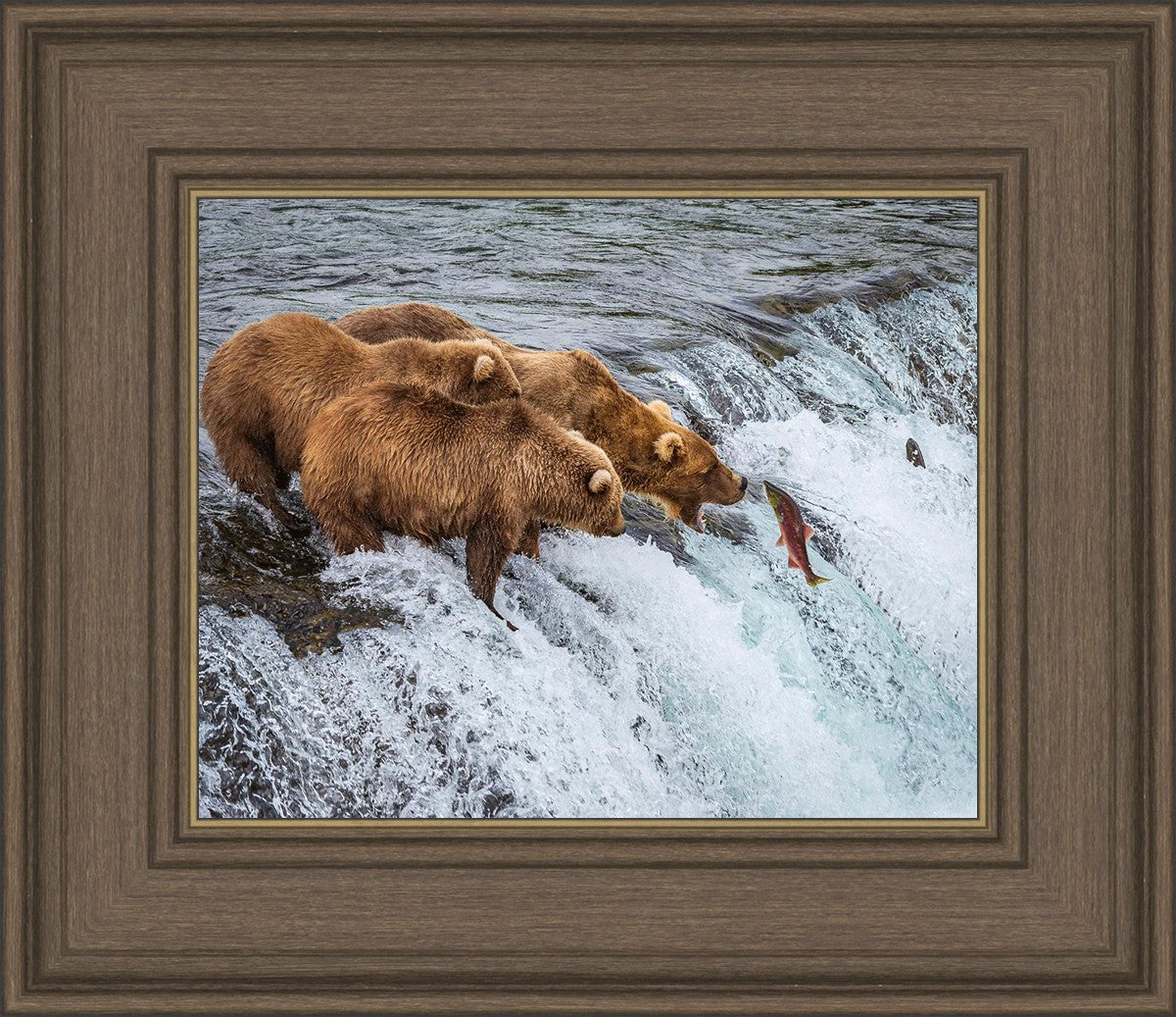 Grizzly Bears Fishing for Salmon at Katmai National Park Brooks Falls, Alaska