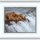Grizzly Bears Fishing for Salmon at Katmai National Park Brooks Falls, Alaska
