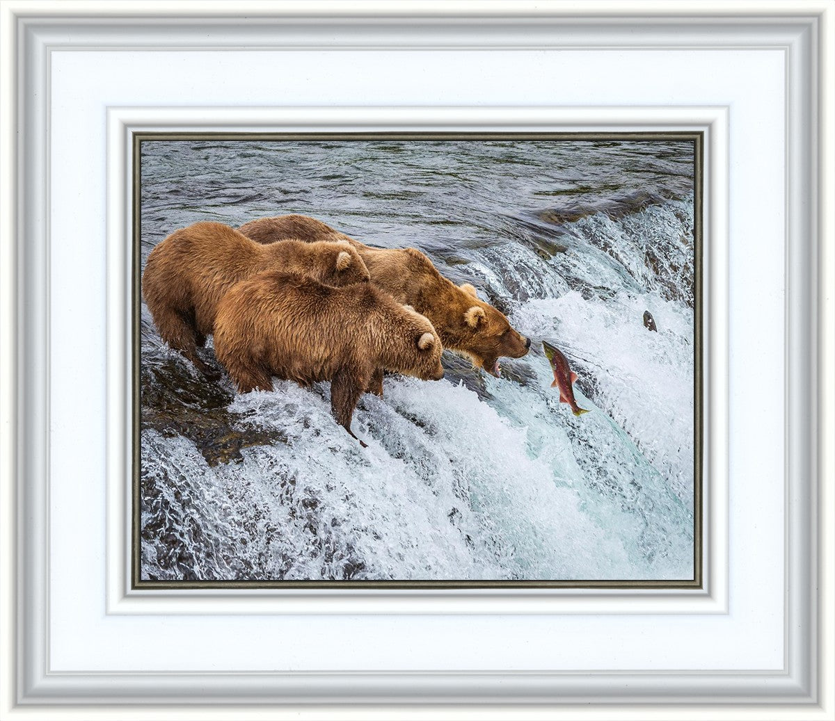 Grizzly Bears Fishing for Salmon at Katmai National Park Brooks Falls, Alaska