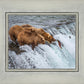 Grizzly Bears Fishing for Salmon at Katmai National Park Brooks Falls, Alaska