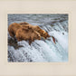 Grizzly Bears Fishing for Salmon at Katmai National Park Brooks Falls, Alaska
