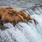 Grizzly Bears Fishing for Salmon at Katmai National Park Brooks Falls, Alaska