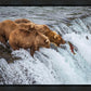 Grizzly Bears Fishing for Salmon at Katmai National Park Brooks Falls, Alaska