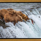 Grizzly Bears Fishing for Salmon at Katmai National Park Brooks Falls, Alaska