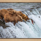 Grizzly Bears Fishing for Salmon at Katmai National Park Brooks Falls, Alaska