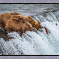 Grizzly Bears Fishing for Salmon at Katmai National Park Brooks Falls, Alaska