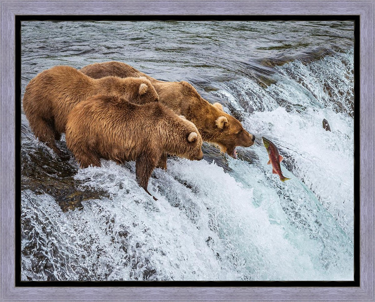 Grizzly Bears Fishing for Salmon at Katmai National Park Brooks Falls, Alaska