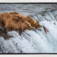 Grizzly Bears Fishing for Salmon at Katmai National Park Brooks Falls, Alaska