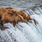 Grizzly Bears Fishing for Salmon at Katmai National Park Brooks Falls, Alaska