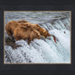 Grizzly Bears Fishing for Salmon at Katmai National Park Brooks Falls, Alaska
