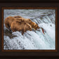 Grizzly Bears Fishing for Salmon at Katmai National Park Brooks Falls, Alaska
