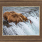 Grizzly Bears Fishing for Salmon at Katmai National Park Brooks Falls, Alaska