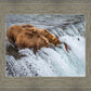 Grizzly Bears Fishing for Salmon at Katmai National Park Brooks Falls, Alaska
