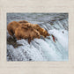 Grizzly Bears Fishing for Salmon at Katmai National Park Brooks Falls, Alaska