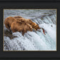 Grizzly Bears Fishing for Salmon at Katmai National Park Brooks Falls, Alaska