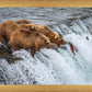 Grizzly Bears Fishing for Salmon at Katmai National Park Brooks Falls, Alaska