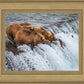 Grizzly Bears Fishing for Salmon at Katmai National Park Brooks Falls, Alaska