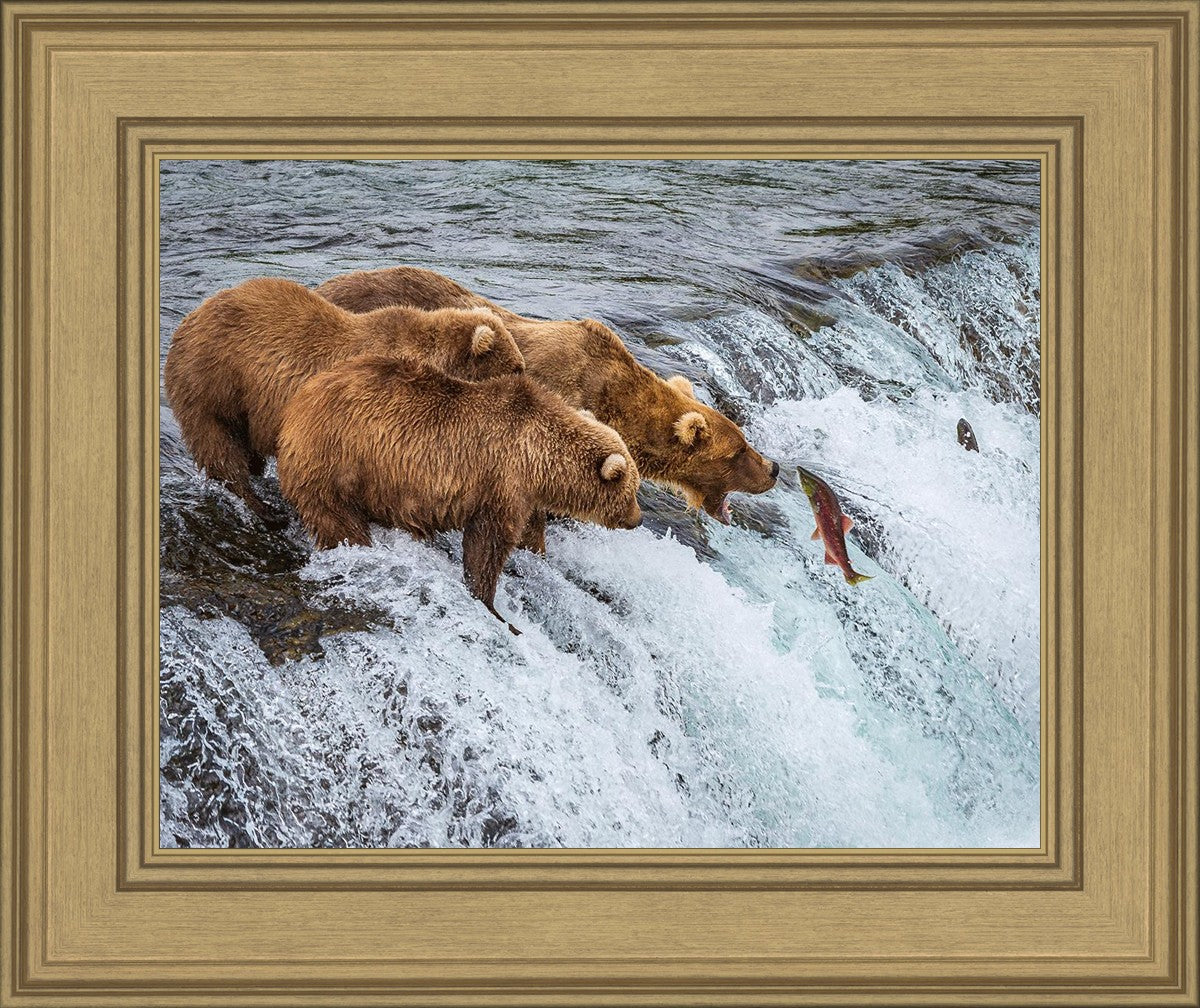 Grizzly Bears Fishing for Salmon at Katmai National Park Brooks Falls, Alaska