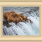 Grizzly Bears Fishing for Salmon at Katmai National Park Brooks Falls, Alaska