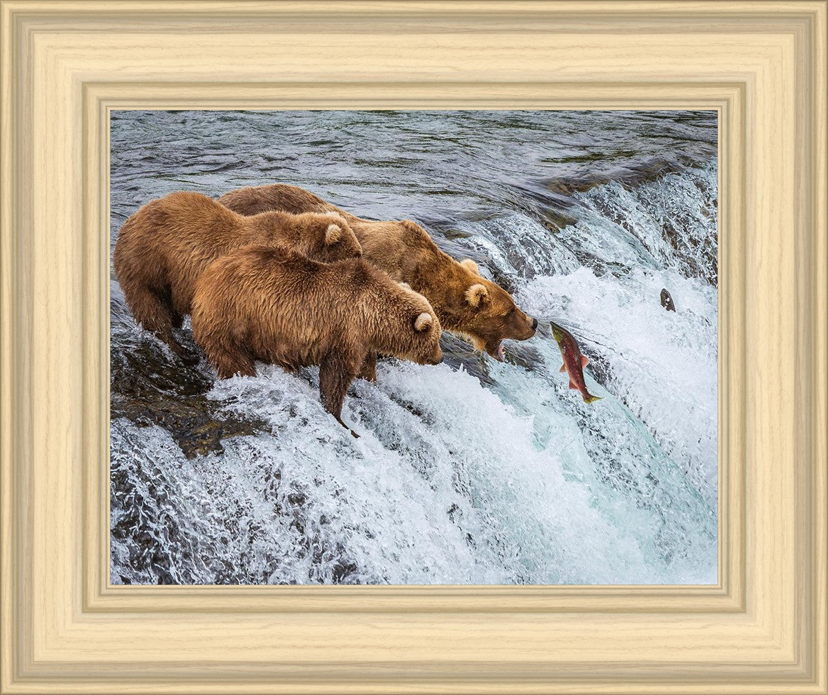 Grizzly Bears Fishing for Salmon at Katmai National Park Brooks Falls, Alaska