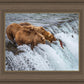 Grizzly Bears Fishing for Salmon at Katmai National Park Brooks Falls, Alaska