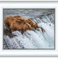 Grizzly Bears Fishing for Salmon at Katmai National Park Brooks Falls, Alaska