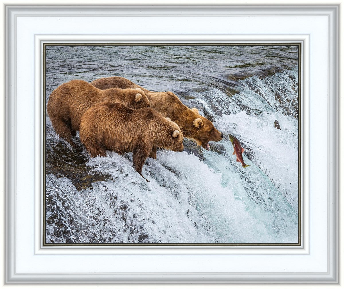Grizzly Bears Fishing for Salmon at Katmai National Park Brooks Falls, Alaska