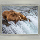 Grizzly Bears Fishing for Salmon at Katmai National Park Brooks Falls, Alaska