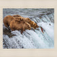 Grizzly Bears Fishing for Salmon at Katmai National Park Brooks Falls, Alaska