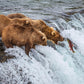Grizzly Bears Fishing for Salmon at Katmai National Park Brooks Falls, Alaska