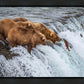 Grizzly Bears Fishing for Salmon at Katmai National Park Brooks Falls, Alaska