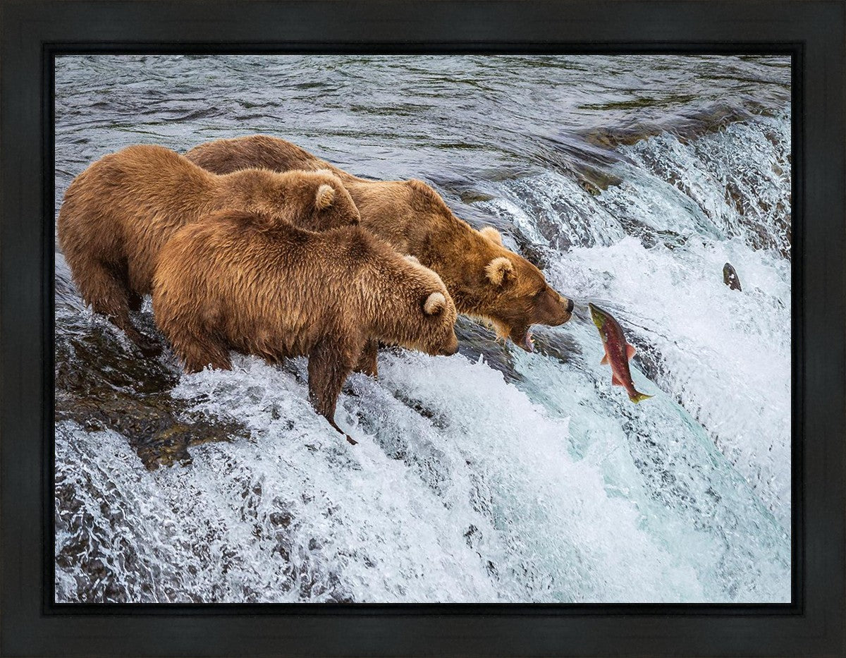 Grizzly Bears Fishing for Salmon at Katmai National Park Brooks Falls, Alaska
