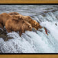 Grizzly Bears Fishing for Salmon at Katmai National Park Brooks Falls, Alaska