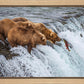 Grizzly Bears Fishing for Salmon at Katmai National Park Brooks Falls, Alaska