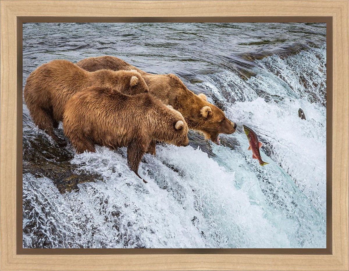 Grizzly Bears Fishing for Salmon at Katmai National Park Brooks Falls, Alaska